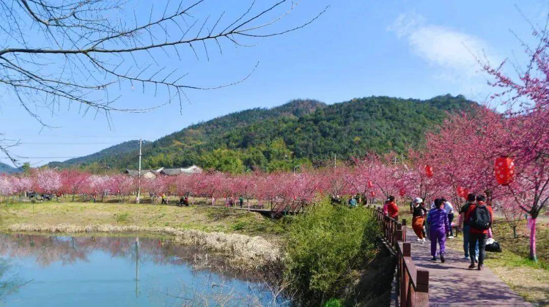 美不勝收260餘畝櫻花競相綻放在嶽塘區昭山鎮七星村3月10日