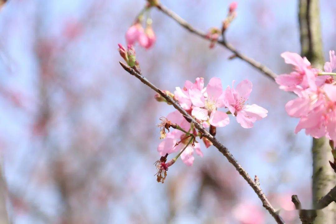 浪漫粉色来袭江门这些樱花林开了