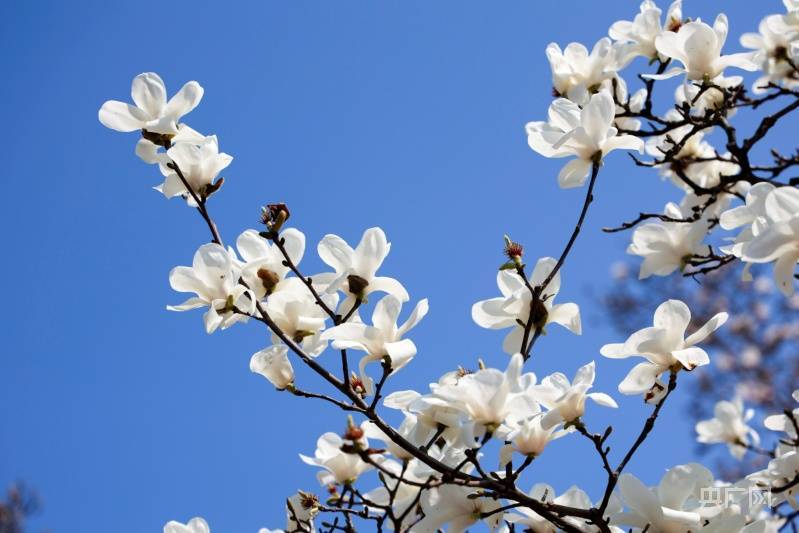 宁波|花事来了｜暗香浮动 玉兰花开春意浓