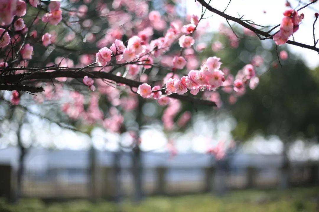 桃花依舊笑春風