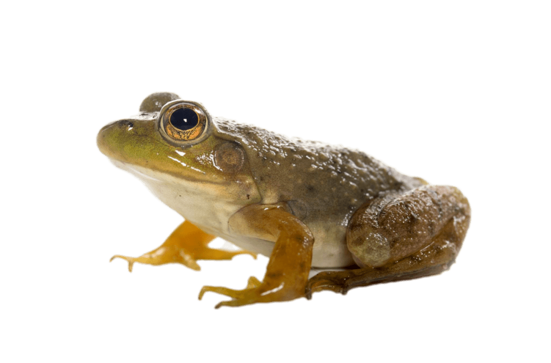 青蛙为何跳得远_身体_立定_哺乳动物