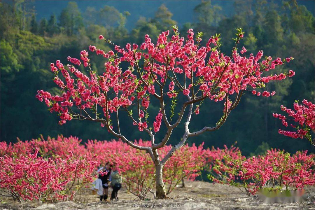 阳春三月桃花俏美景迷人醉春风