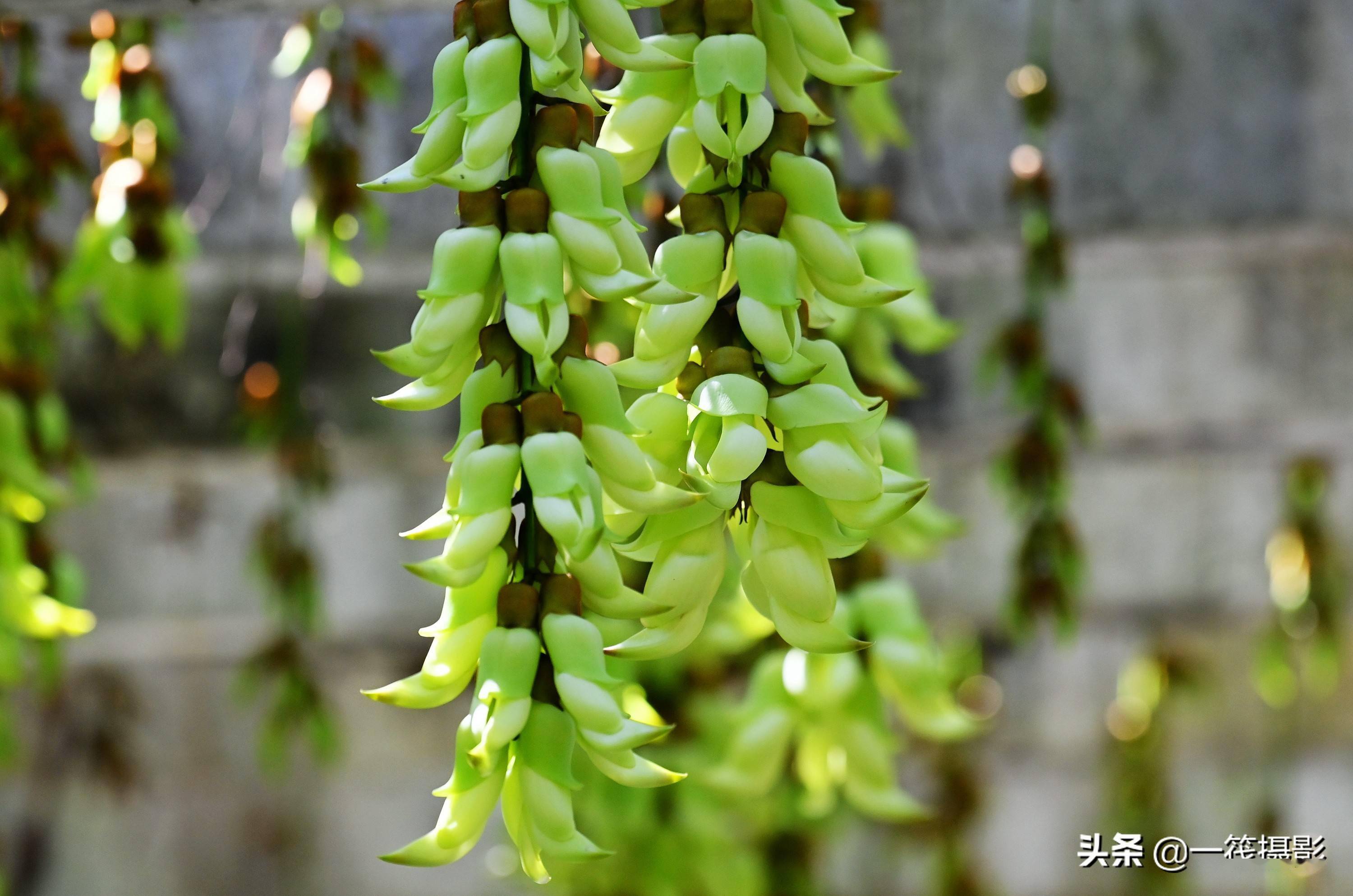 美花欣赏——浅绿色禾雀花_麻藤_白花油_造纸