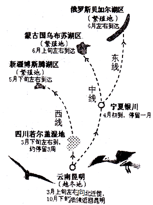 云南红嘴鸥迁徙路线图图片