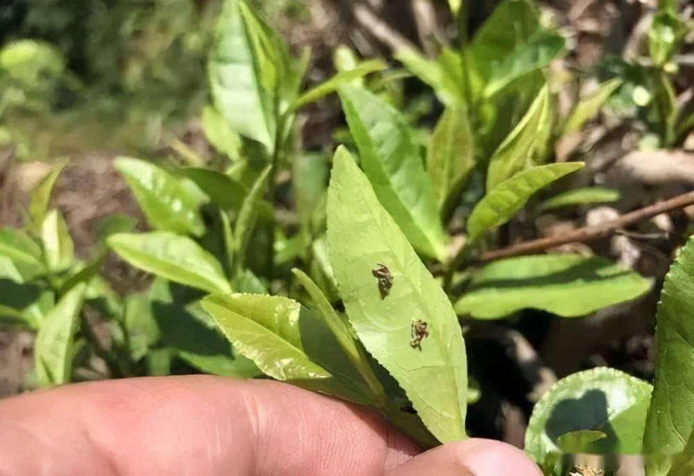 茶树棒棒虫茶尺蠖的防治方法