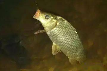 野外追鱼星钓鲤鱼的技巧分享