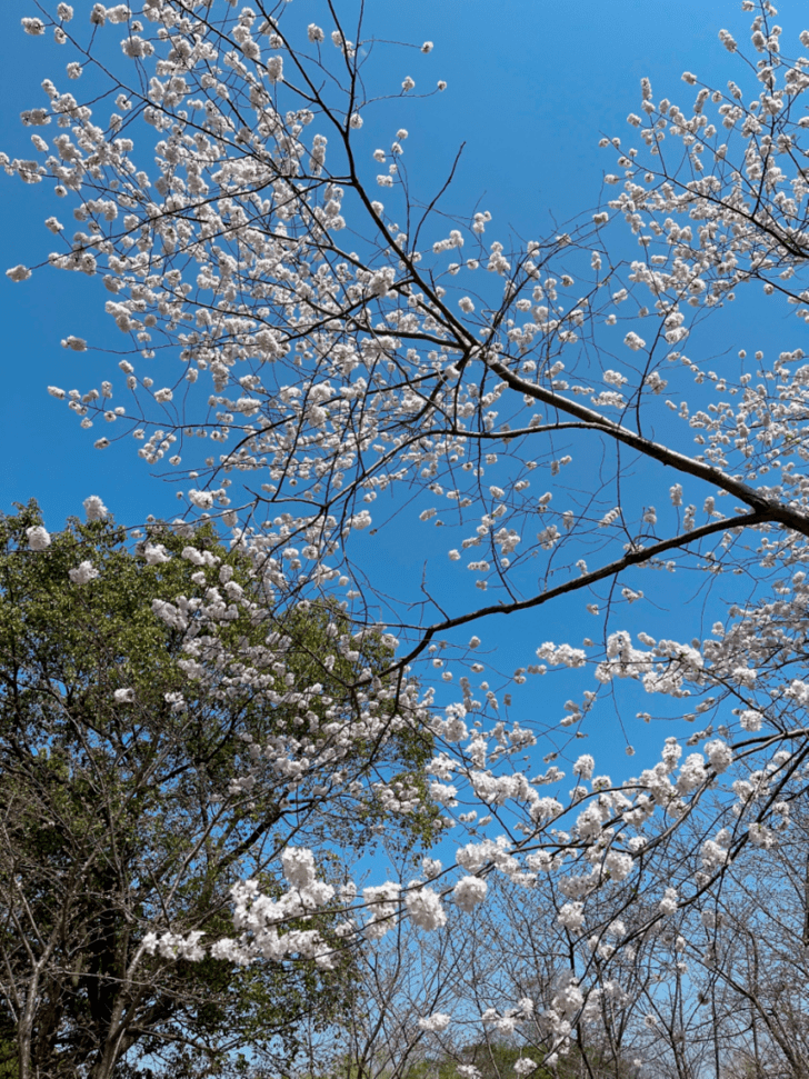 春天如约而至世纪公园邀您云赏花