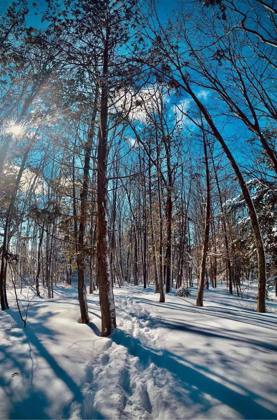 蒙特利尔雪景图片