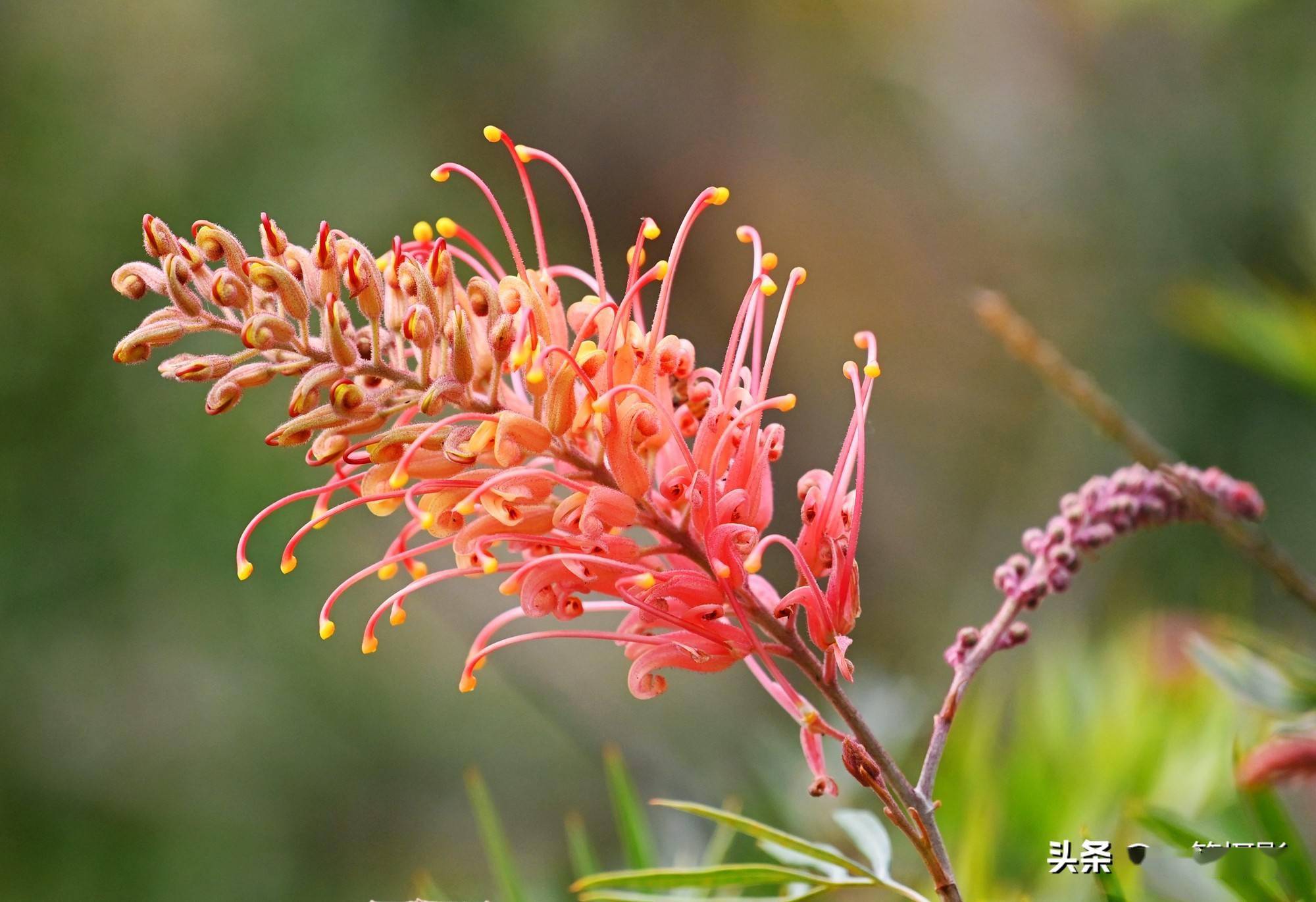 美花欣賞紅花銀樺花鳥