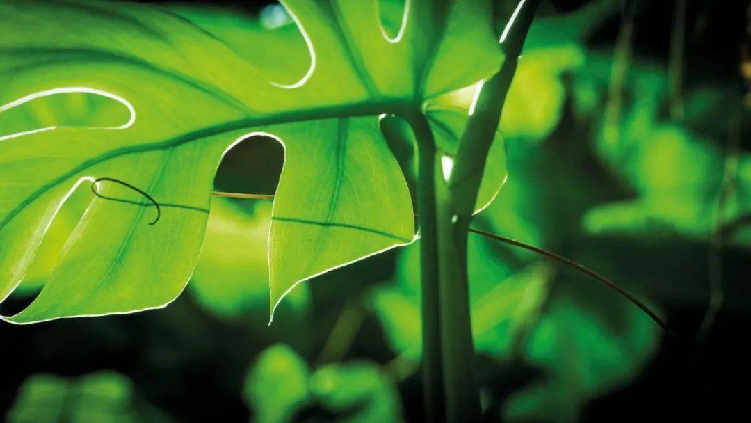 全球首部沉浸式植物纪录片一起走进奇妙的绿色星球