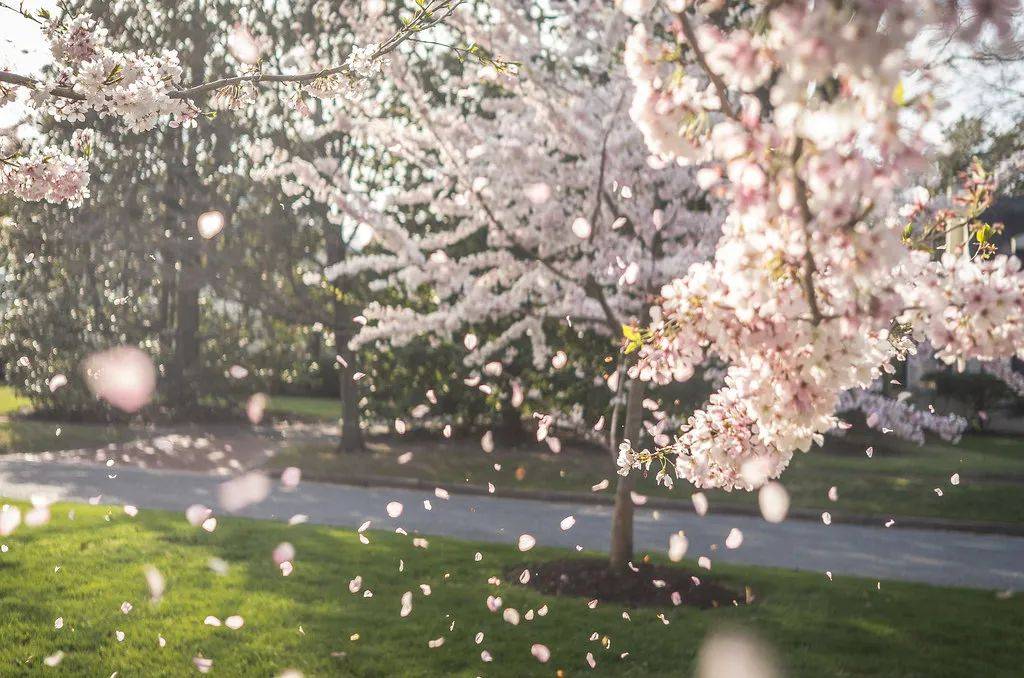 地址|英国樱花季｜最全英国赏樱地打卡指南