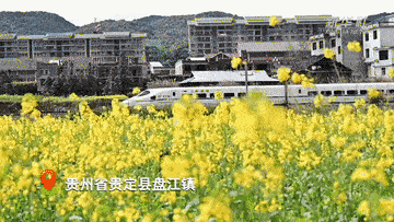 吴志伟|金色的春天！贵州的油菜花争相盛开