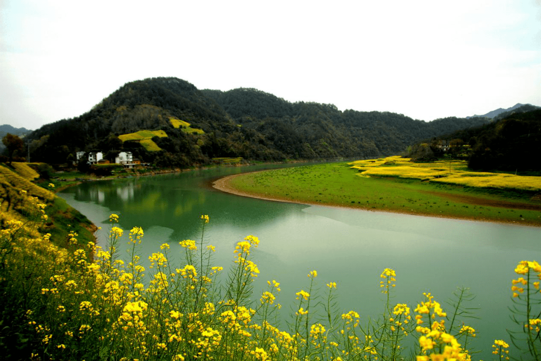 四季黄山相约春天春归新安一份来自限量版金凤凰的邀春