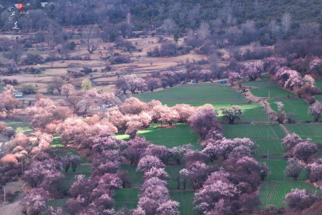 小城|落差7000米的奇迹小城！雨林与雪山共存，桃花如粉雪飘落，它值得专程奔赴！