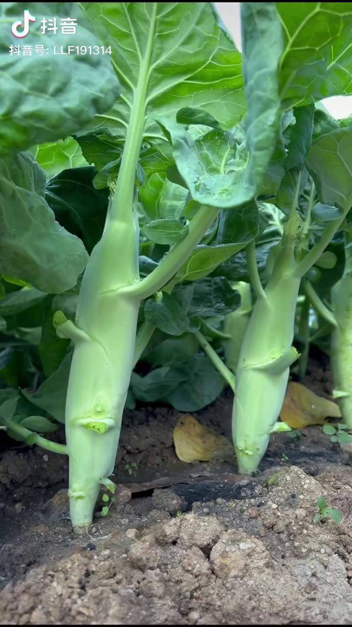 春天种鸡腿白花芥兰种菜