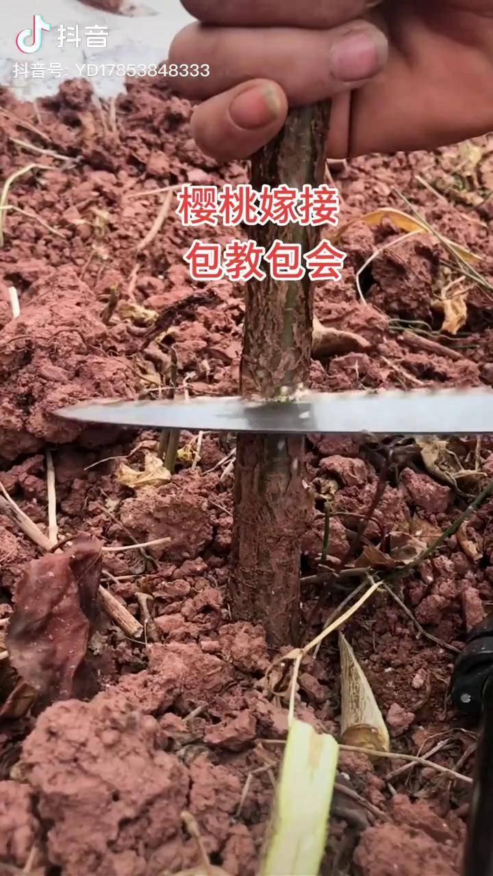 大樱桃嫁接技术科迪亚樱桃雷洁娜桑缇娜樱桃塔玛拉樱桃瑞吉娜樱桃