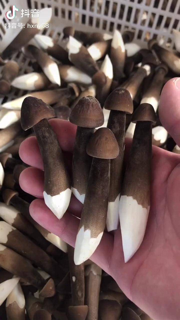 这样的蘑菇您吃过吗菌菇中的珍稀产品鸡枞菌自己育种