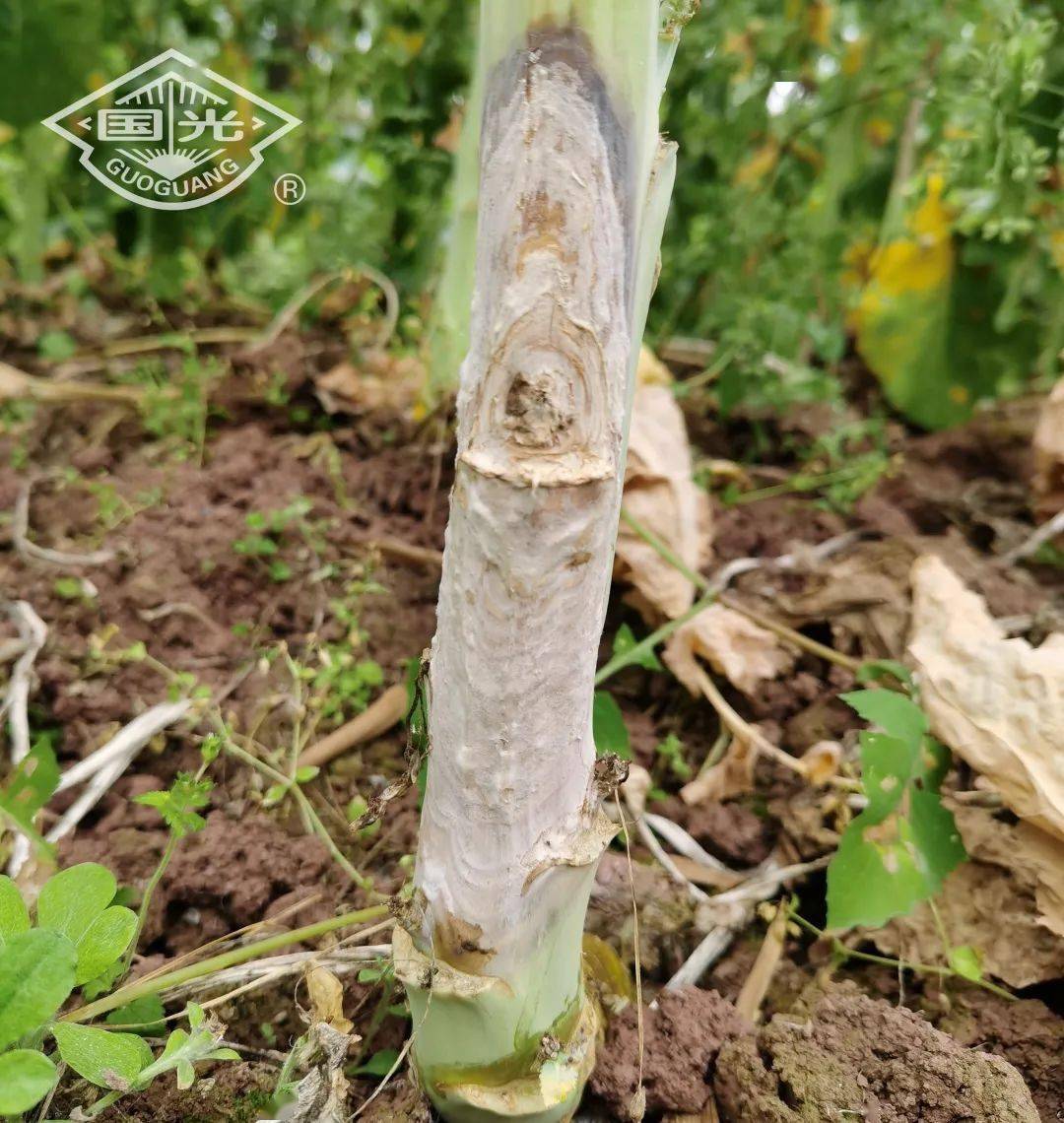 油菜菌核病防治,国光技术来帮忙!_油籽_发病_病害