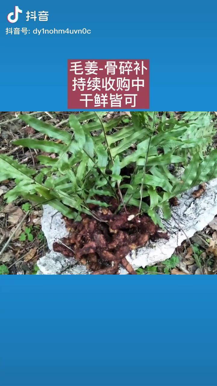 骨碎补图片 毒性 有毒图片