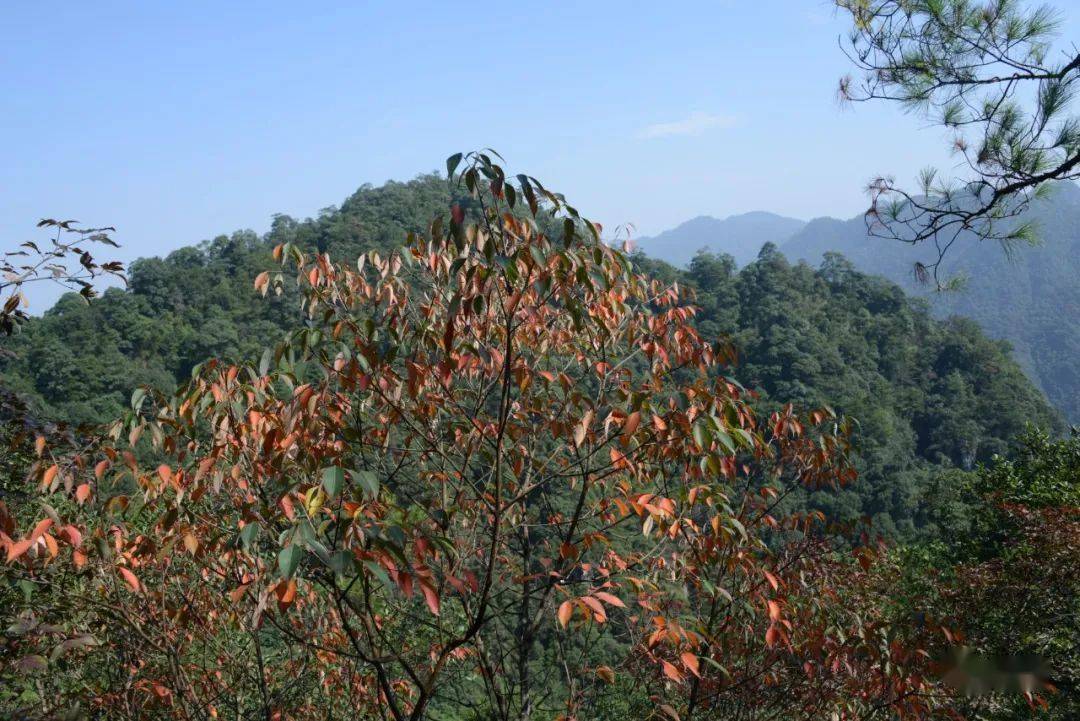 福州永泰发现福建植物新物种少叶漆