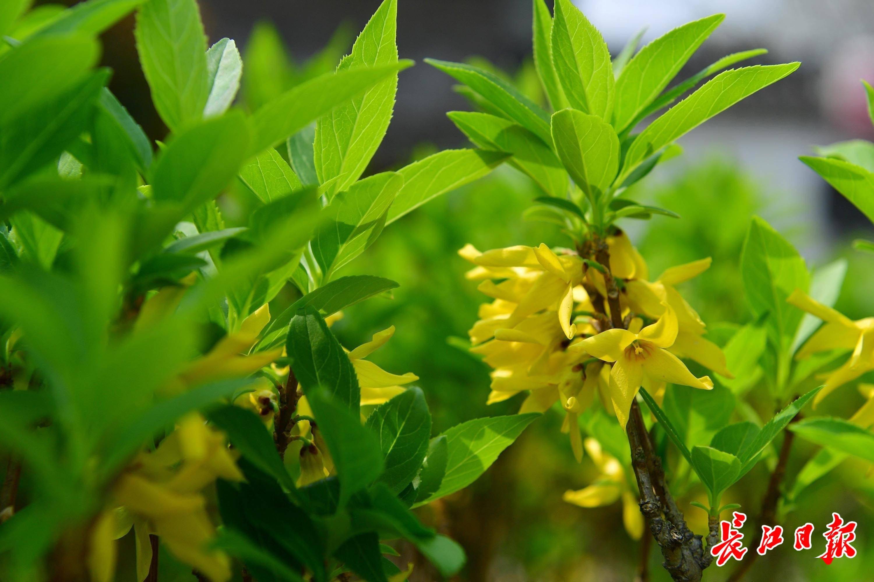 沙湖公园盛开的金钟花.沙湖公园盛开的迷迭香.