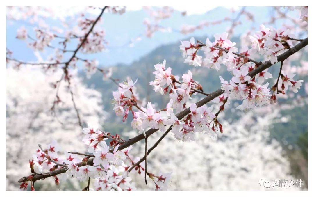 赏樱|安化：天道山樱花盛开 漫山遍野只为等你来