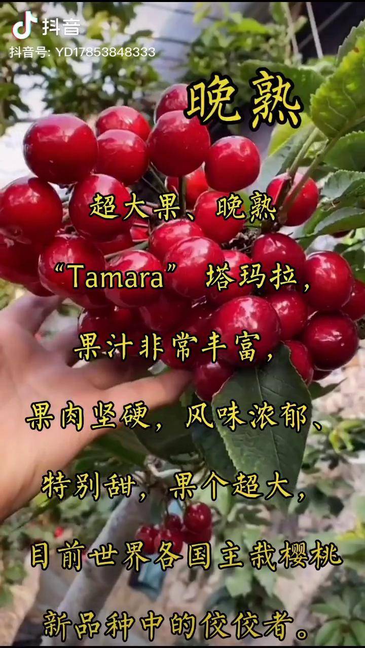 超大果晚熟塔玛拉樱桃果汁非常丰富果肉坚硬风味浓郁特别甜果个超大