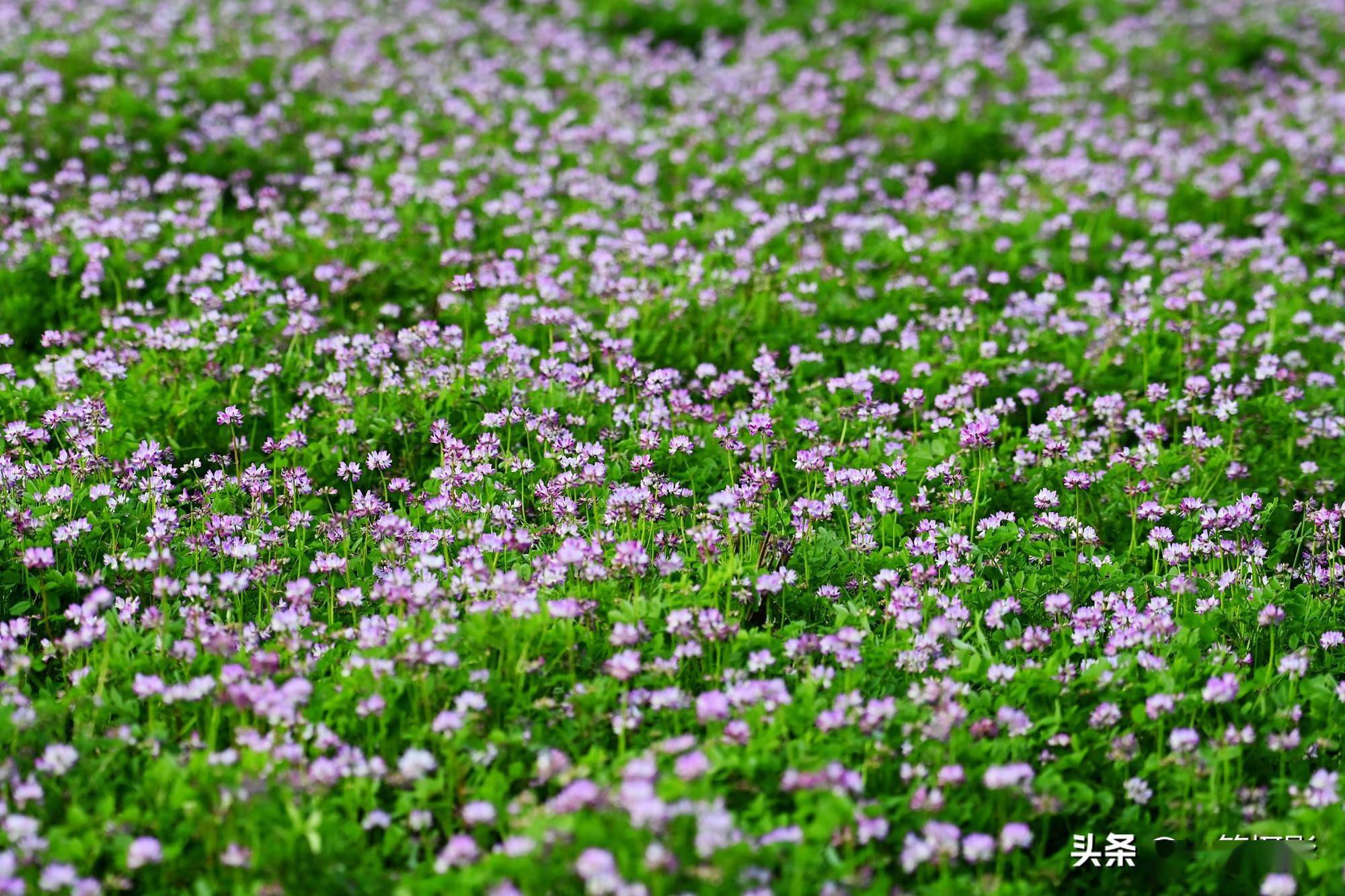 儿时美好的记忆紫云英花满田野