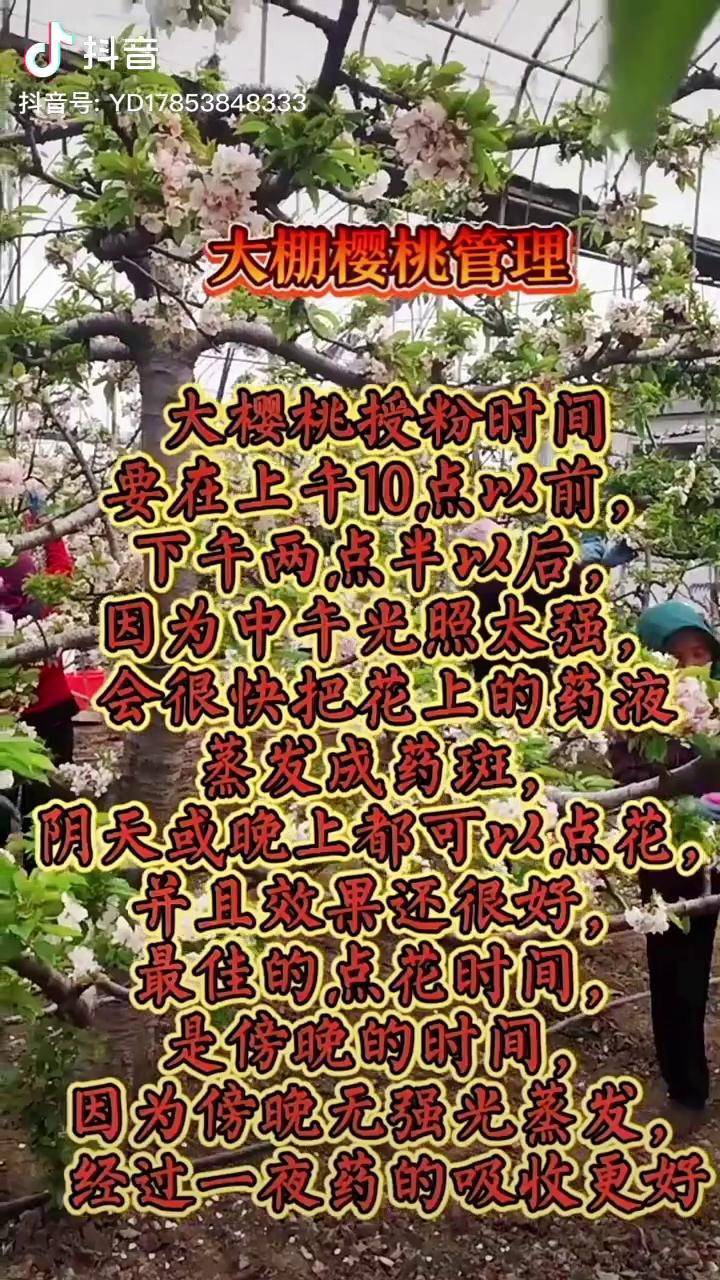 大棚樱桃授粉最佳时间新农人计划2021大棚樱桃三农挑战全网最霸气的