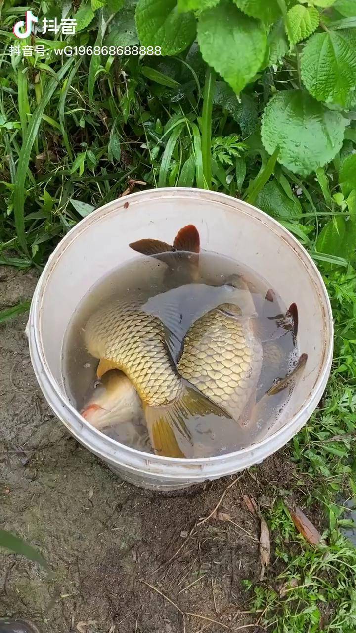 去收购农户的草鱼农户送了一大桶鲤鱼给我们