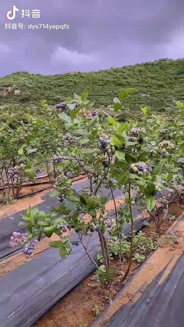 五年地栽蓝莓苗硕果累累当年种植当年收益地栽蓝莓苗蓝莓苗育苗基地