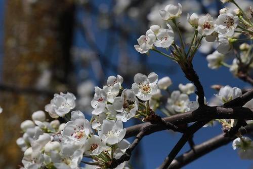 马奈镇|金川万亩梨花即将进入盛花期