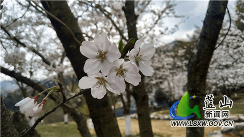 源头|美丽蓝山：湘江大峡谷上万株樱花迎春绽放春意浓