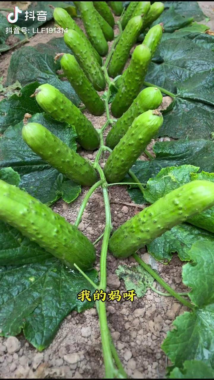 哎呀看看这个产量真是大种上几颗地爬黄瓜吧又香又脆又好吃黄瓜