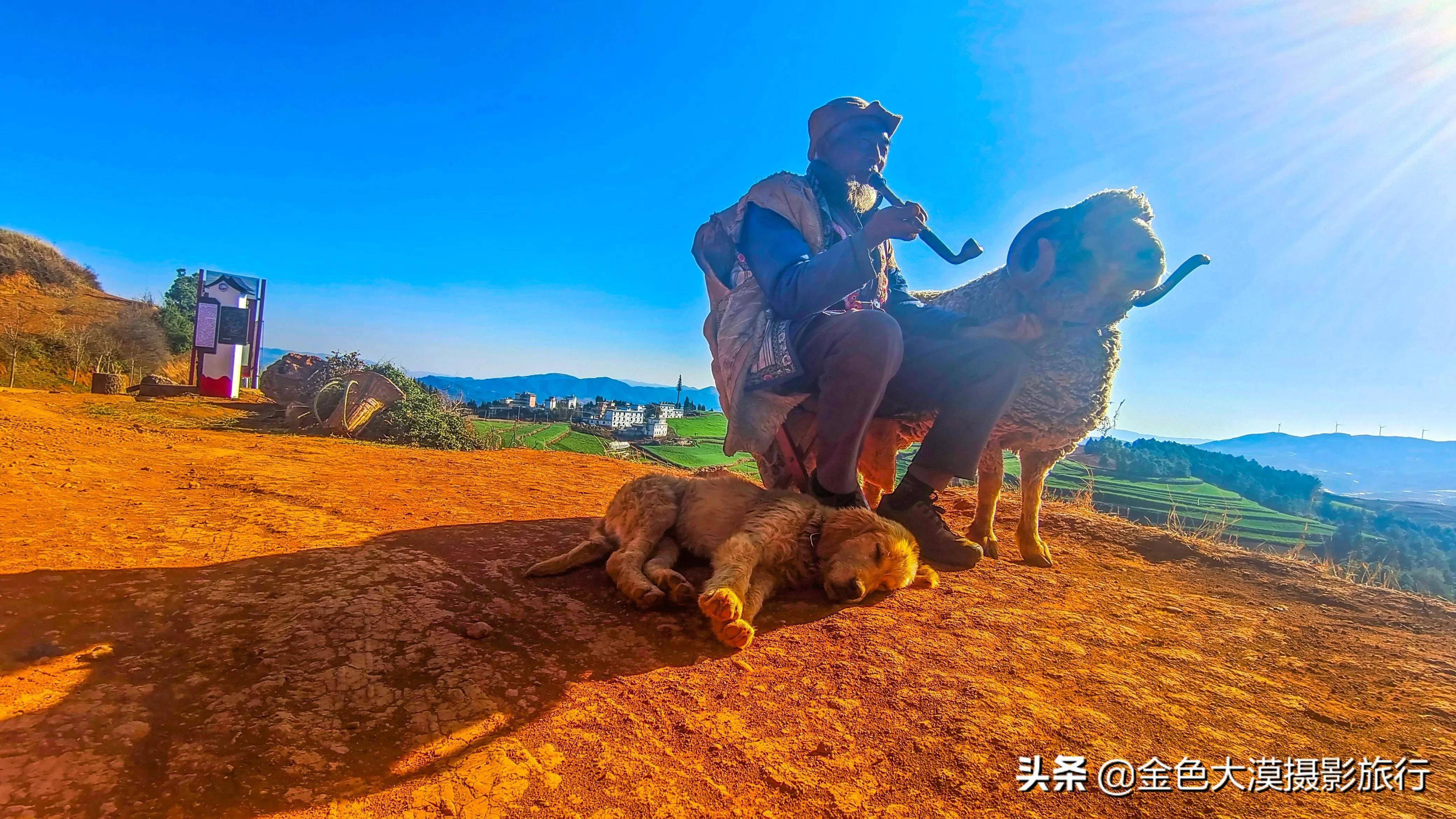 东川红土地老人跟羊图片