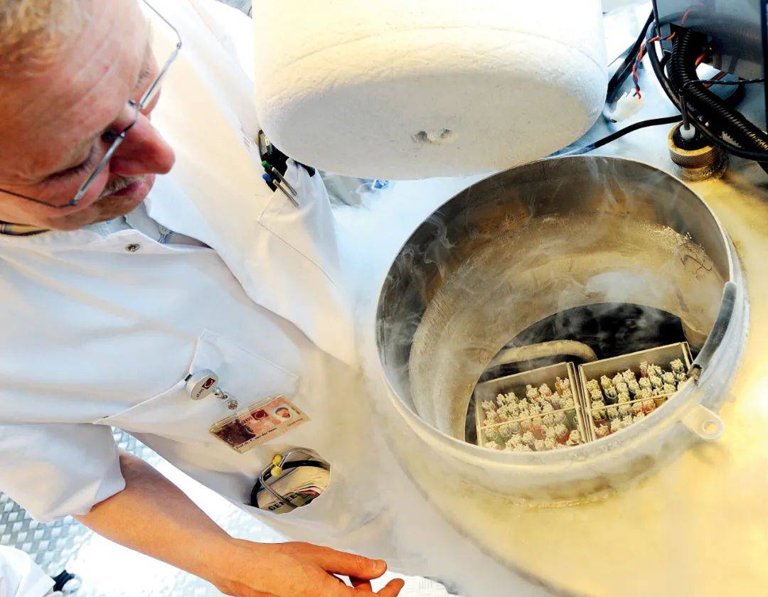 当一个30岁的未婚女子决定冻卵