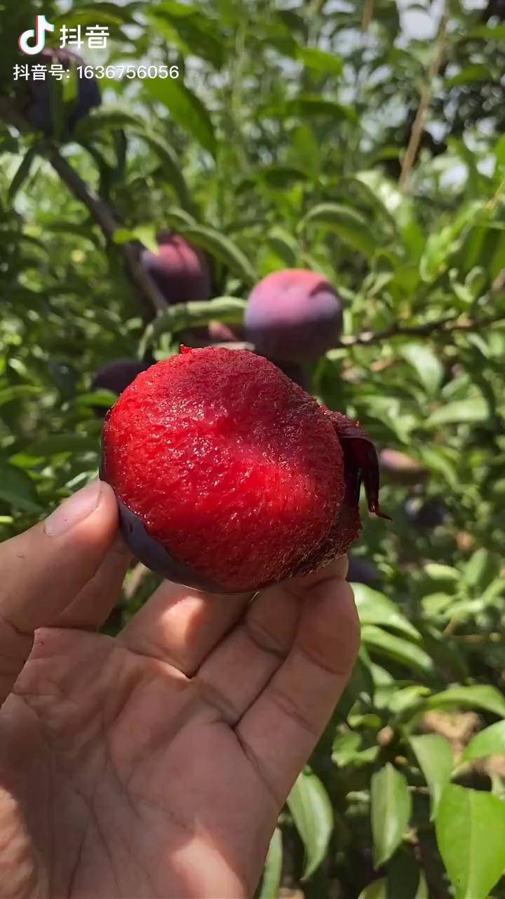 美国杏李系列之风味玫瑰红皮血肉馋人dou热门