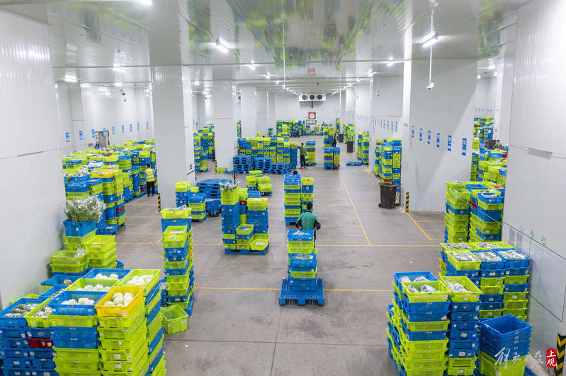 松江生鲜电商仓库日均处理超75万件分拣小哥凌晨忙到飞起