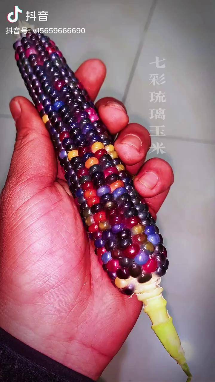 朋友送这个七彩琉璃玉米给女朋友当定情信物太漂亮了听说晒干了可以