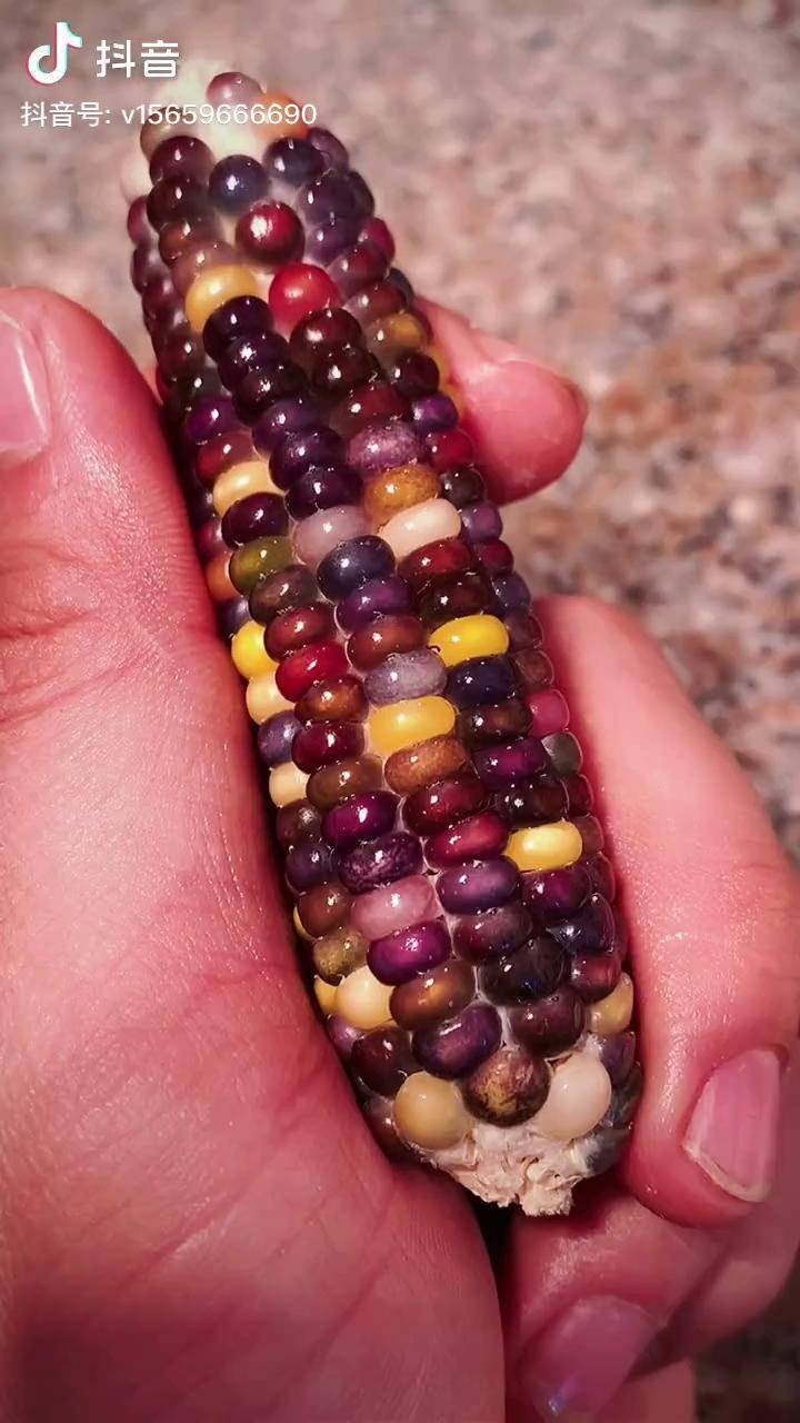 和喜欢的人一起吃顿七彩琉璃宝石玉米饭吧新农人计划水果科普新奇植物