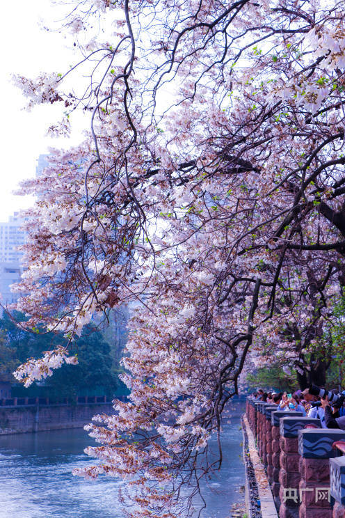 泡桐树|【花重锦官城】 桐木繁花好风光