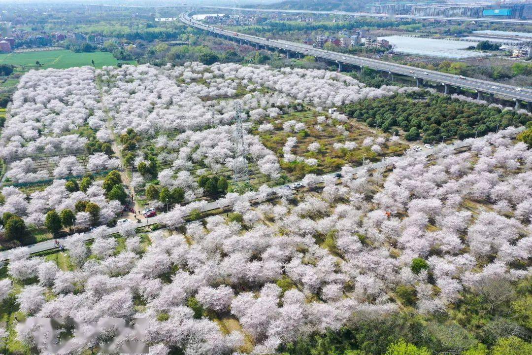 良渚古城遗址公园樱花图片