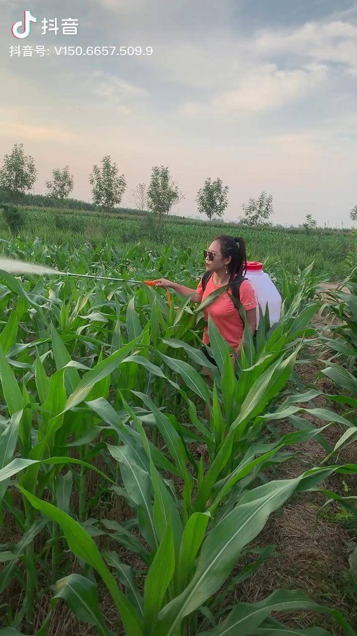长喷枪打药效果就是好玉米害虫没处跑