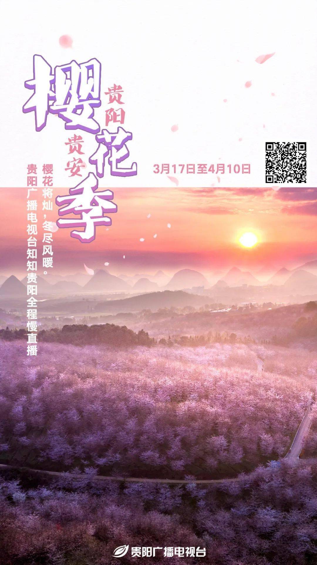 知知云赏樱慢直播上线7x24小时足不出户欣赏贵阳贵安樱花季