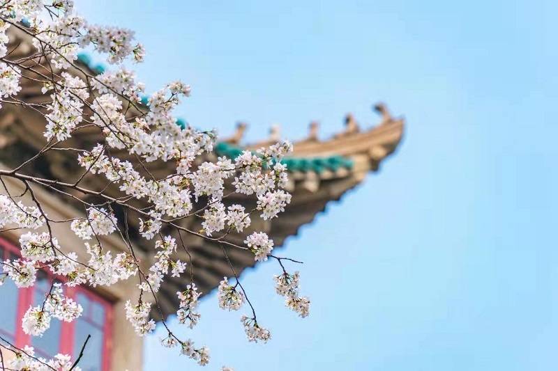 曹海钢|武大校园现浪漫“樱花雨” 江城已有20多个成规模赏樱片区