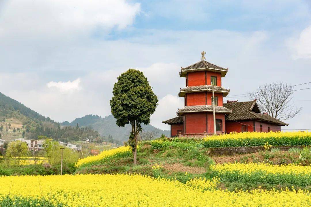 金山銀水景區從高處往下俯瞰,油菜花田將青龍河,農家小屋,旅遊綠道等