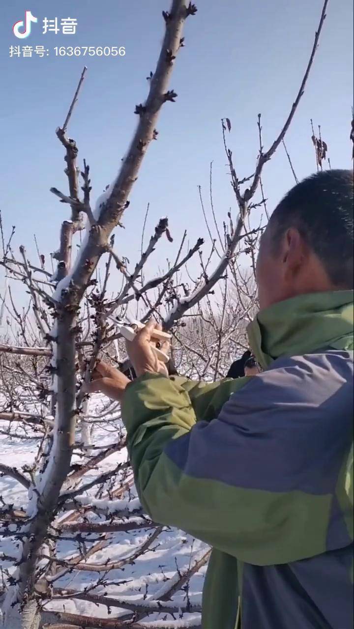 樱桃树冬季修剪继续