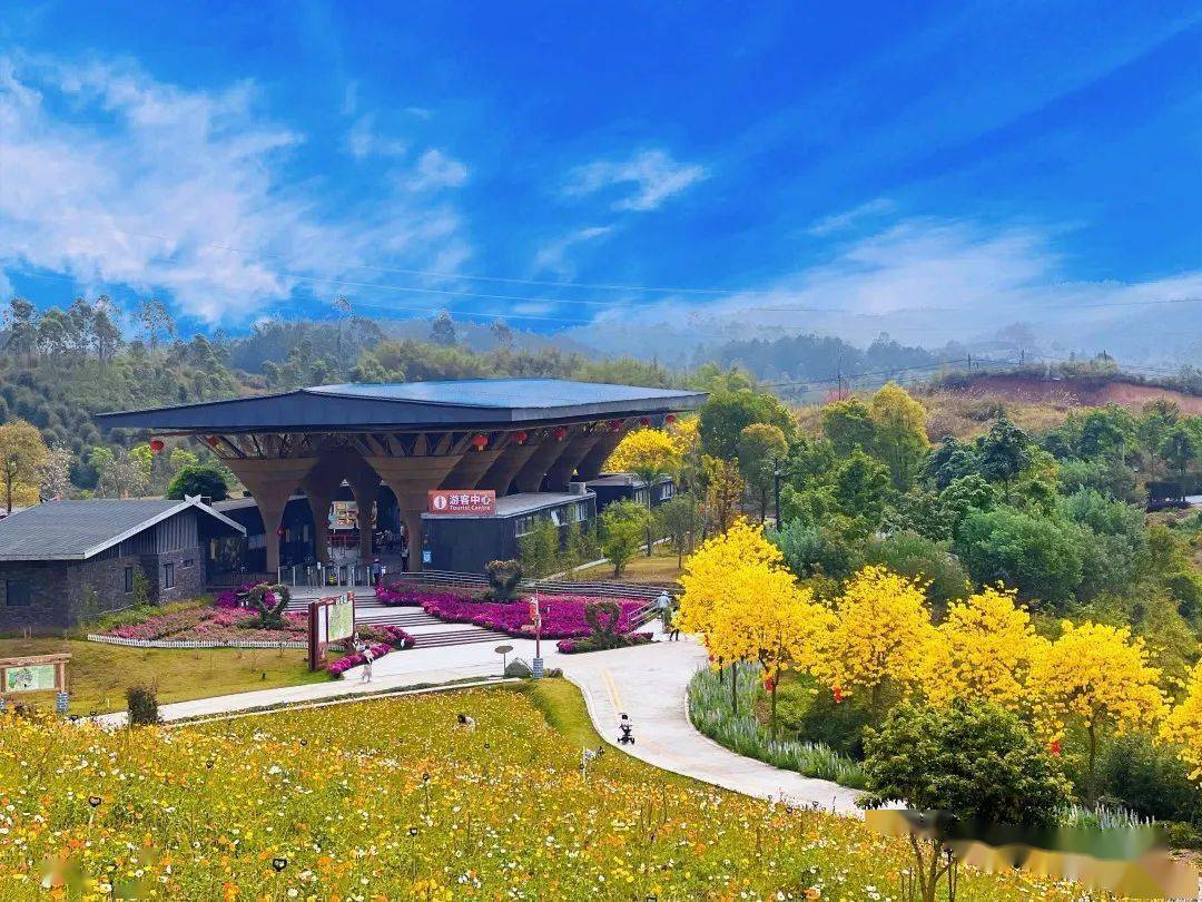 约上怀集华辰玫瑰园推出限定版春色黄花风铃