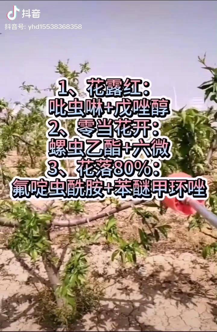 桃树花前花后三遍药农业一画农业一画农业果蔬技术