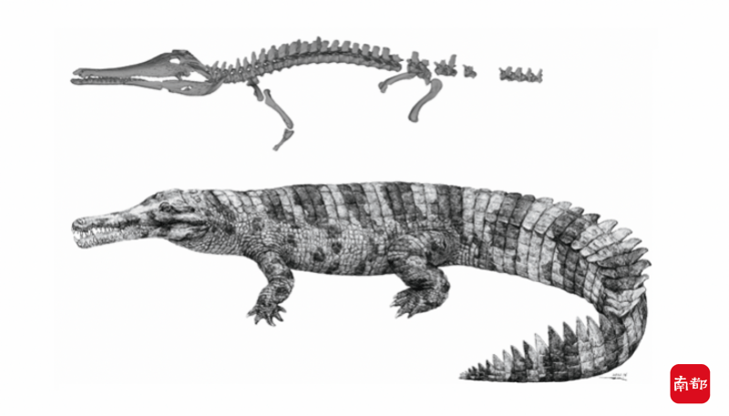 揭秘中华韩愈鳄：标本馆藏于新会顺德，被发现系史前新物种